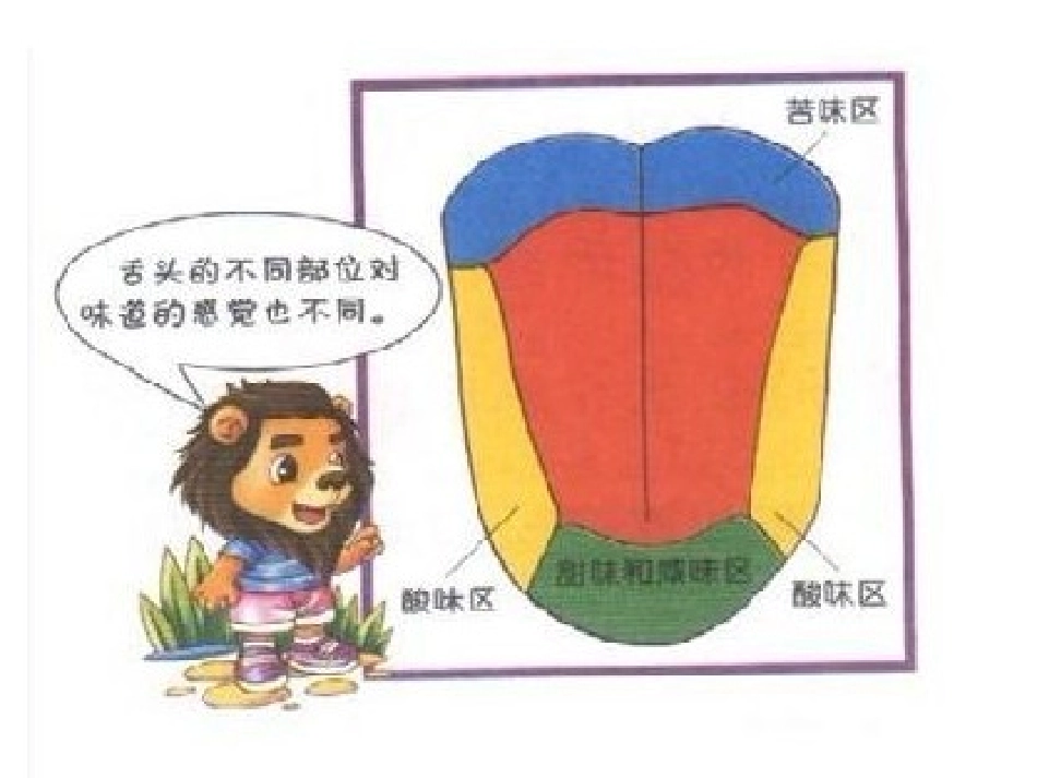 《舌头的秘密》PPT课件[湘教版一年级语文下册]_第3页