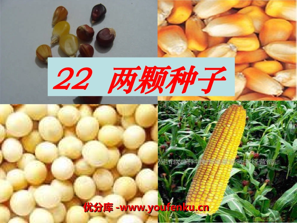 《两颗种子》PPT课件[湘教版二年级语文下册]_第1页
