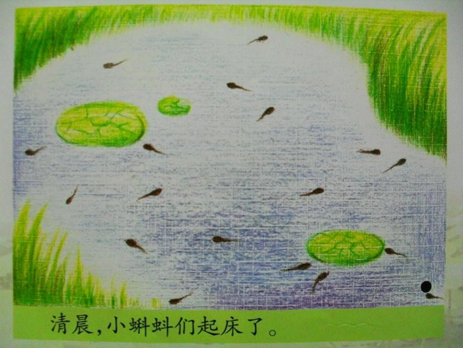 《小蝌蚪》PPT课件[湘教版二年级语文下册]_第3页