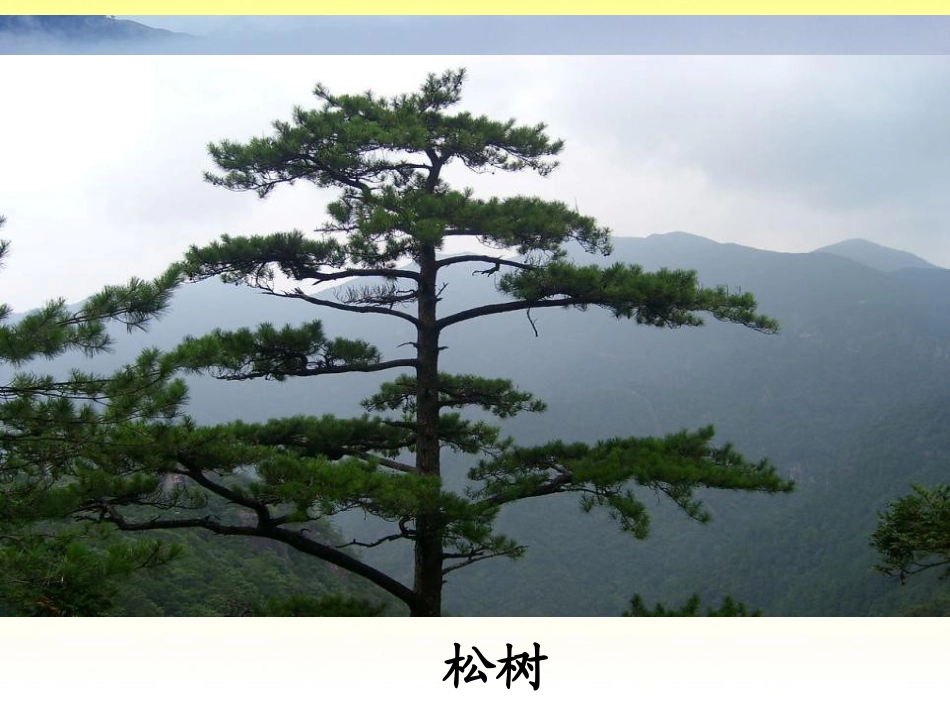 《松树和青藤》PPT课件[湘教版二年级语文下册]_第3页