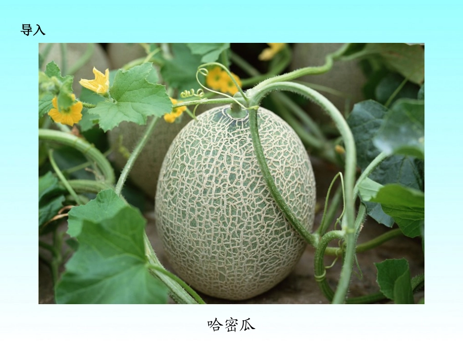《家乡的哈密瓜菱》PPT课件[湘教版三年级语文上册]_第3页