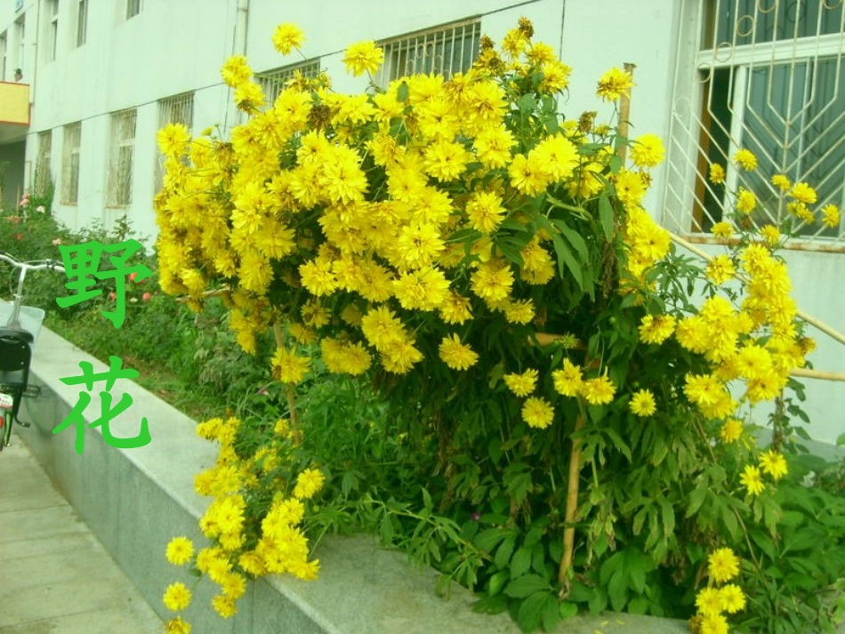 《水仙花》PPT课件[湘教版三年级语文上册]_第2页
