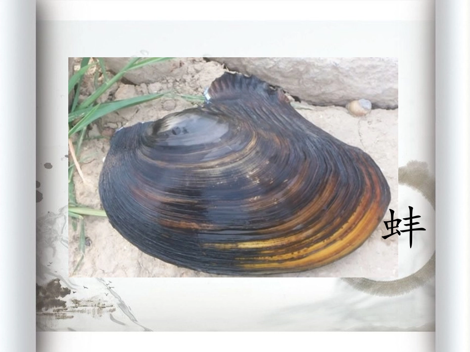 《鹬蚌相争》PPT课件[湘教版三年级语文上册]_第2页