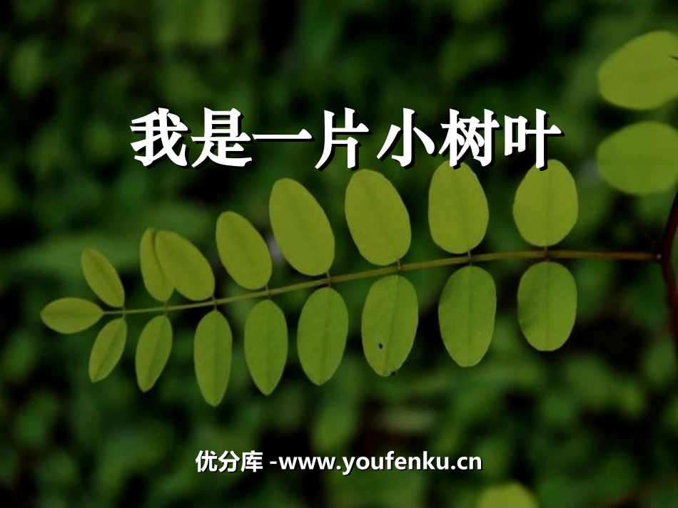 《我是一片小树叶》PPT课件[湘教版三年级语文下册]_第1页