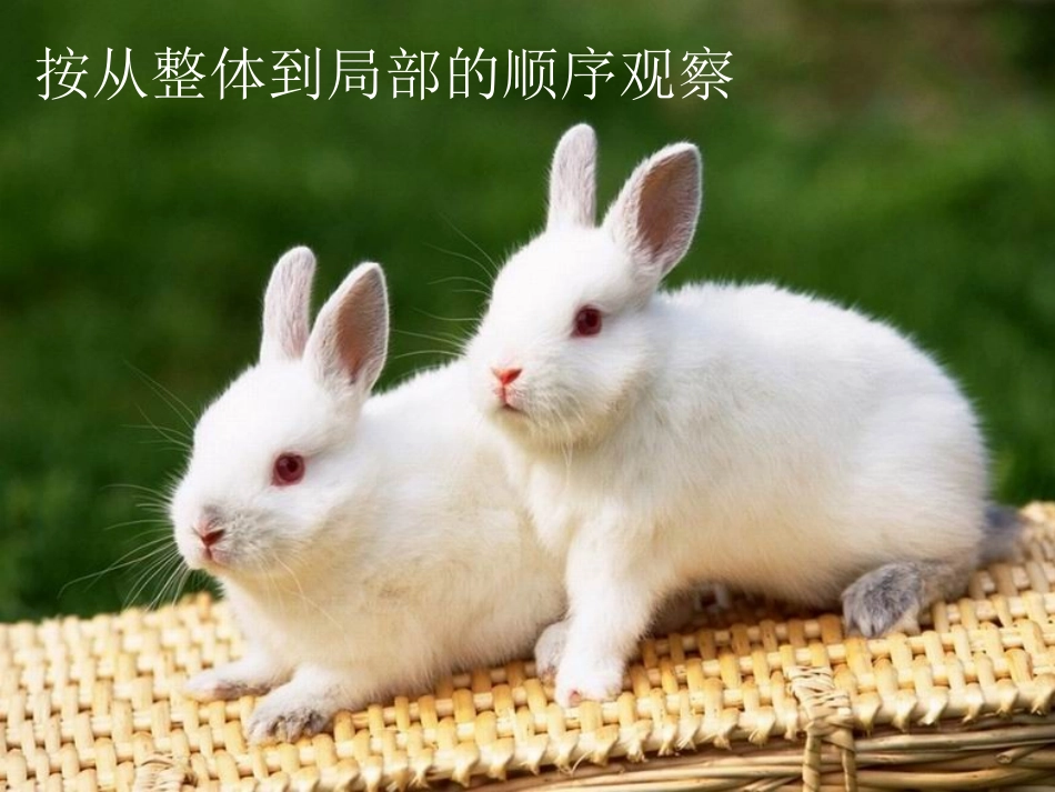 《我的动物朋友》PPT课件[湘教版三年级语文下册]_第2页