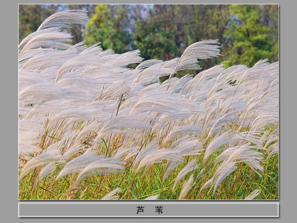 《故乡的芦苇》PPT课件[湘教版三年级语文下册]_第1页