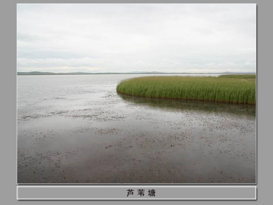 《故乡的芦苇》PPT课件[湘教版三年级语文下册]_第3页