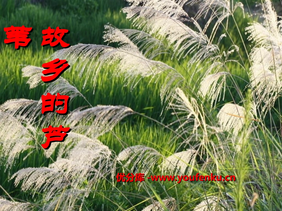 《故乡的芦苇》PPT课件[湘教版三年级语文下册]_第1页