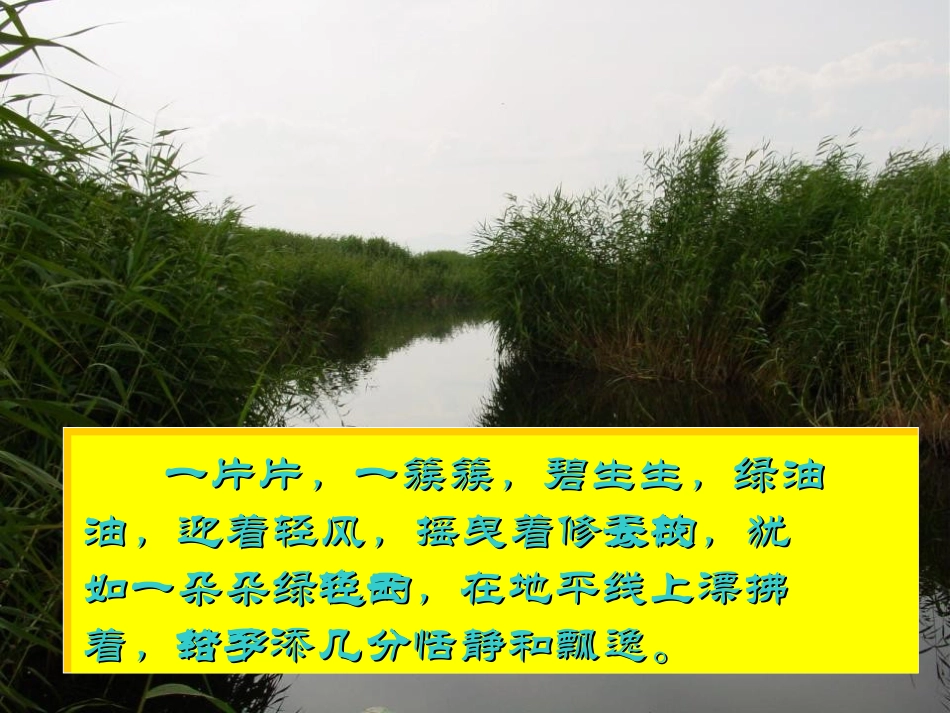 《故乡的芦苇》PPT课件[湘教版三年级语文下册]_第3页