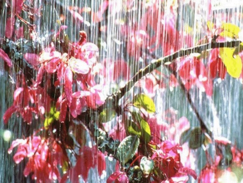 《雨后》PPT课件1[湘教版三年级语文下册]_第3页