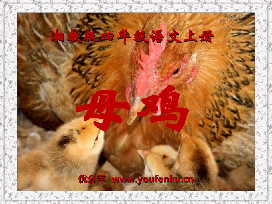 《母鸡》PPT课件[湘教版四年级语文上册]_第1页