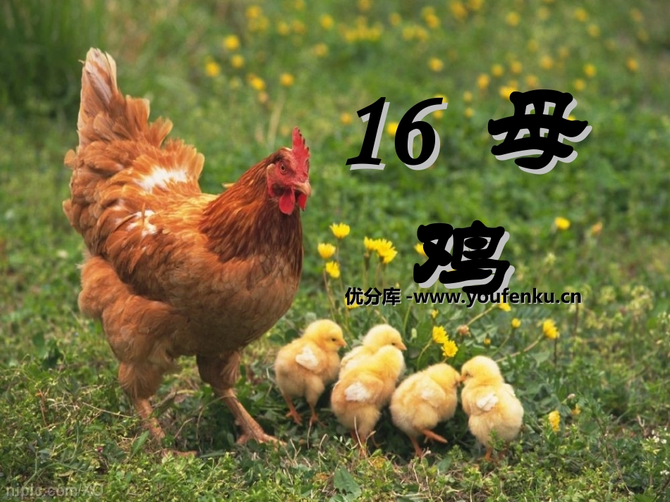 《母鸡》PPT课件[湘教版四年级语文上册]_第1页