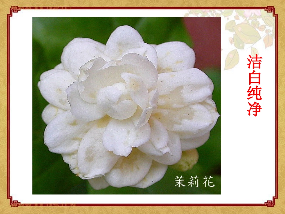 《淡淡的茉莉》PPT课件[湘教版五年级语文上册]_第2页
