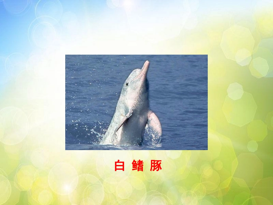 《白鳍豚》PPT课件[湘教版五年级语文上册]_第3页