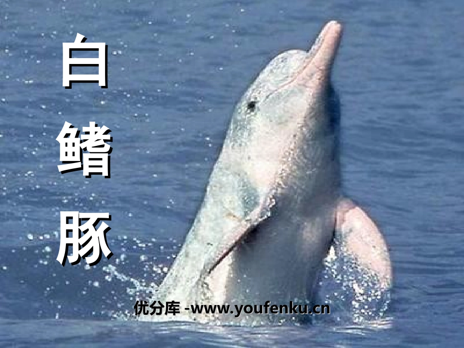 《白鳍豚》PPT课件[湘教版五年级语文上册]_第1页