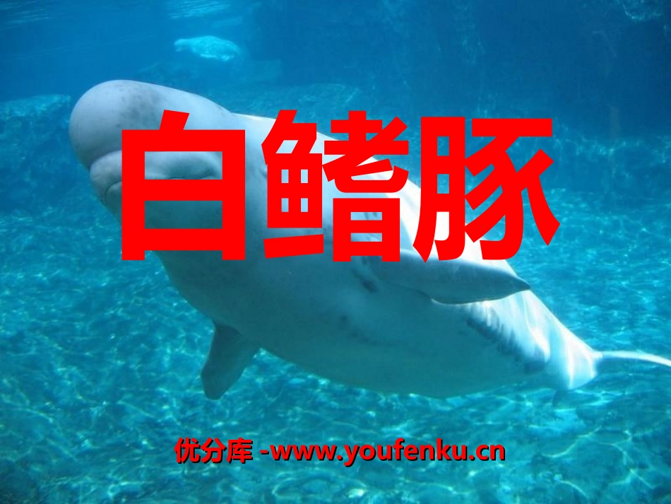 《白鳍豚》PPT课件[湘教版五年级语文上册]_第1页