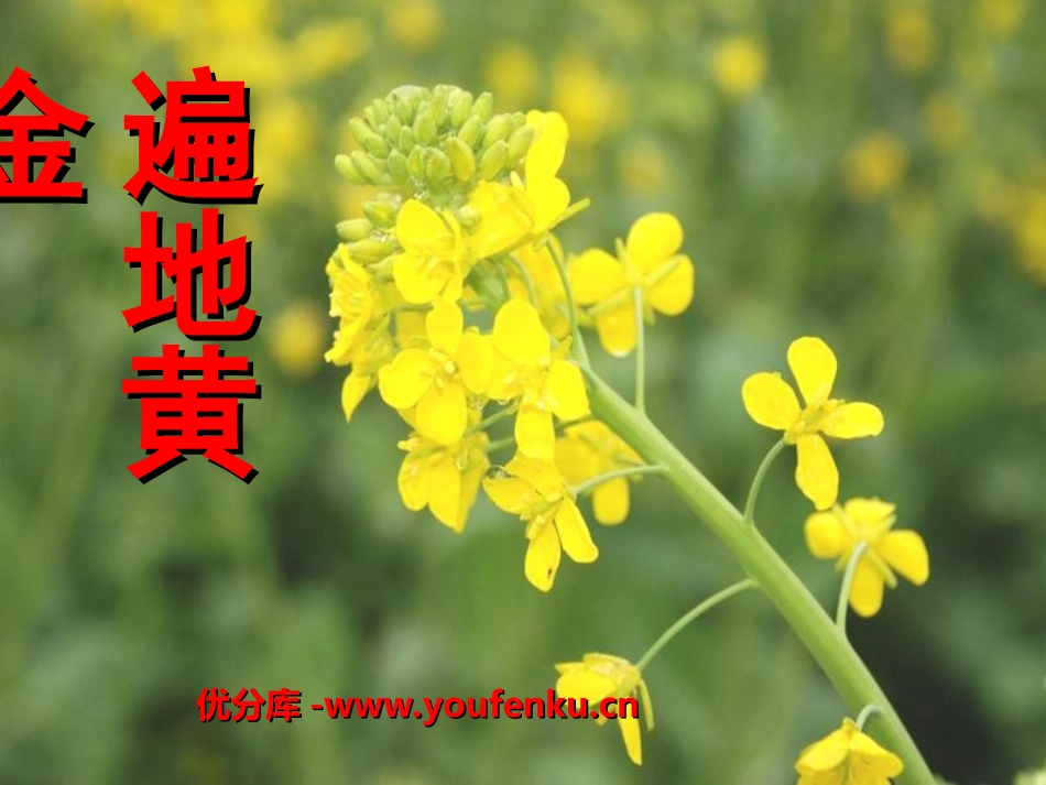 《遍地黄金》PPT课件[湘教版五年级语文下册]_第1页