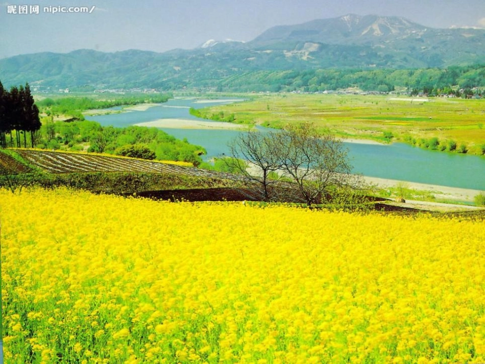 《遍地黄金》PPT课件[湘教版五年级语文下册]_第2页