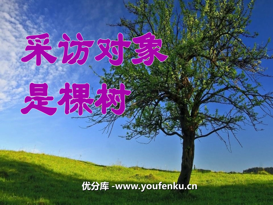 《采访对象是棵树》PPT课件[湘教版六年级语文上册]_第1页