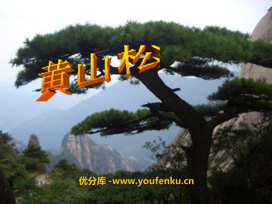 《黄山松》PPT课件[湘教版六年级语文上册]_第1页