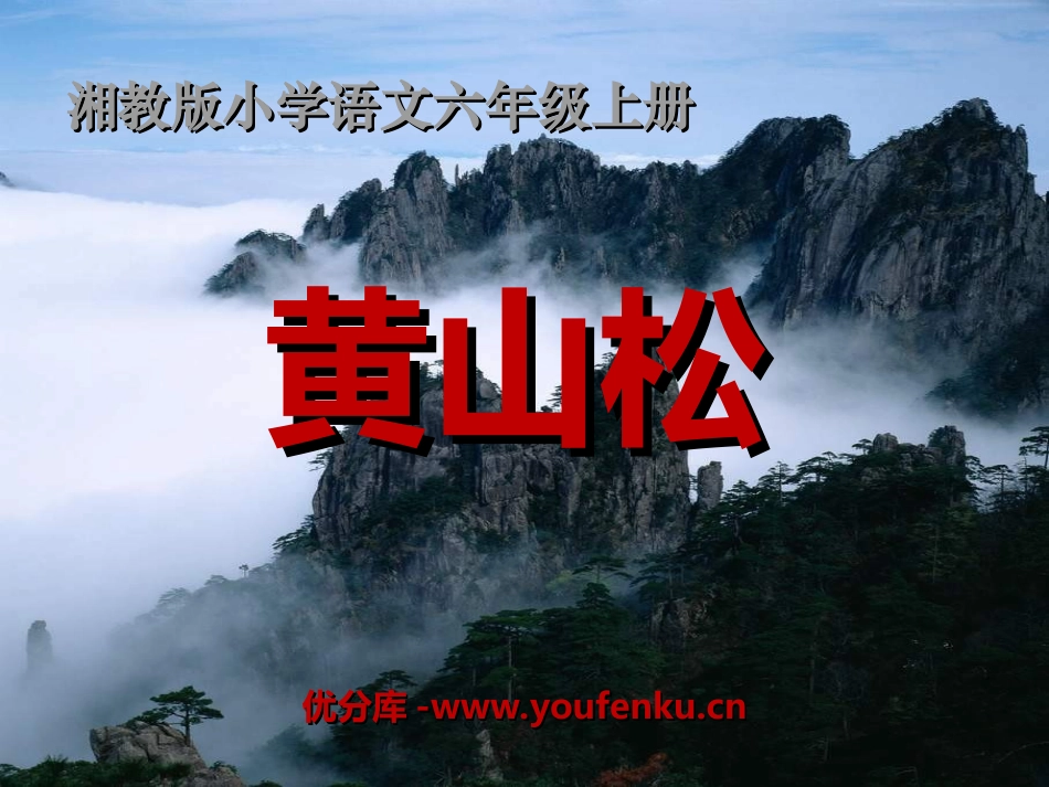 《黄山松》PPT课件[湘教版六年级语文上册]_第1页