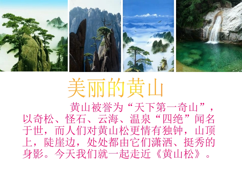 《黄山松》PPT课件[湘教版六年级语文上册]_第3页