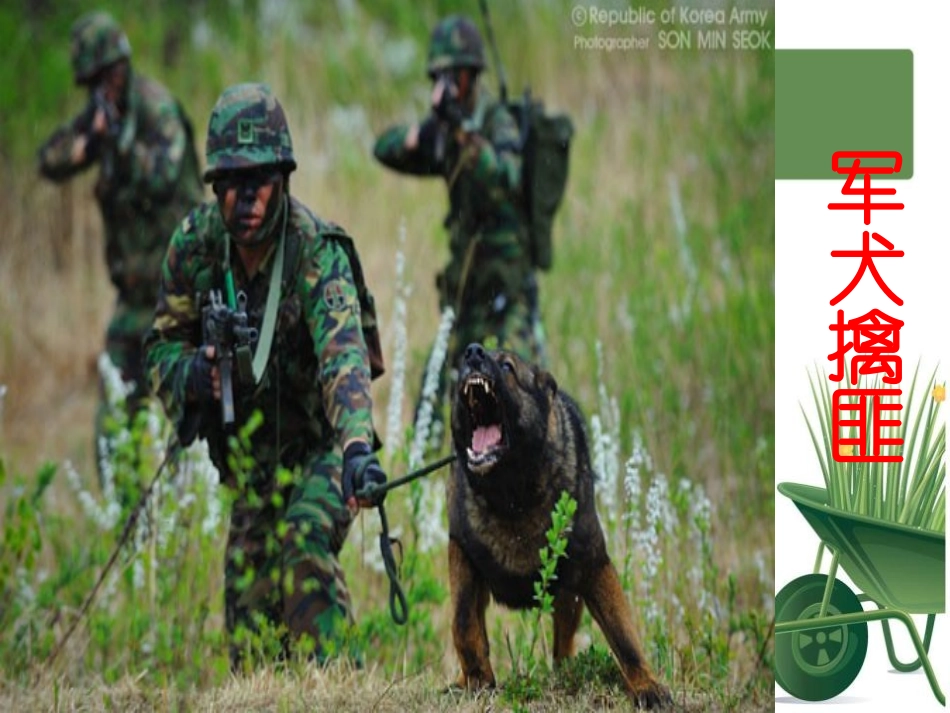 《军犬黑子》PPT课件[湘教版六年级语文下册]_第3页