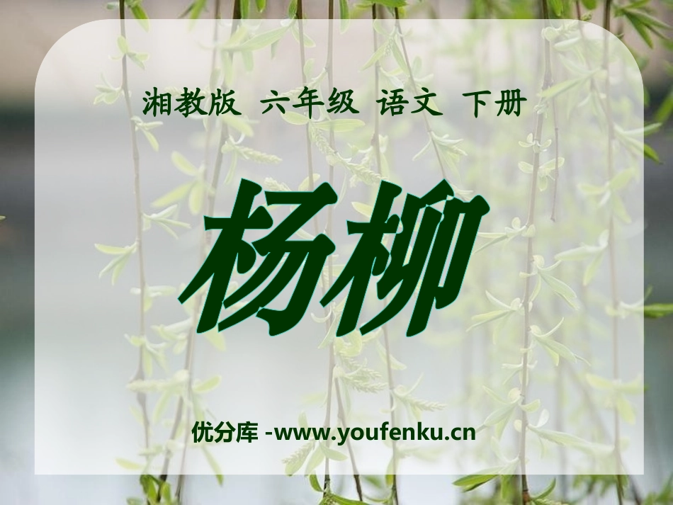 《杨柳》PPT课件[湘教版六年级语文下册]_第1页