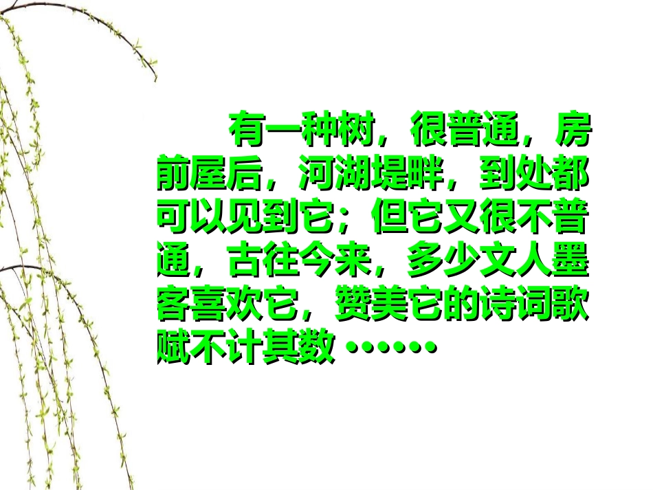 《杨柳》PPT课件[湘教版六年级语文下册]_第2页