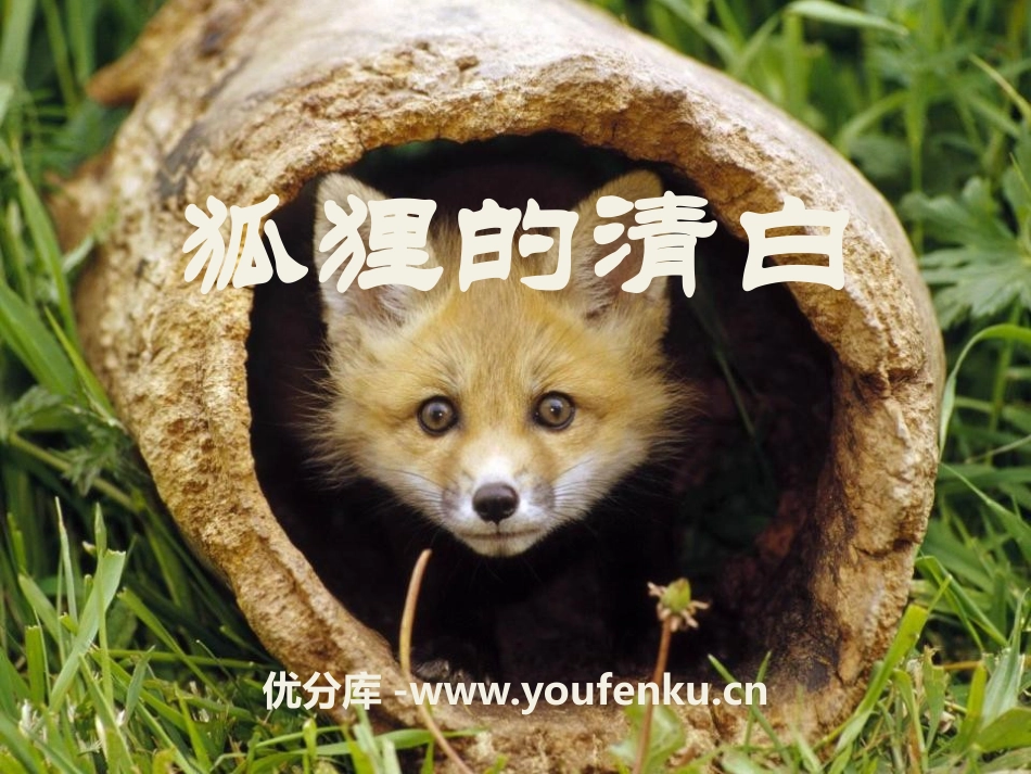 《狐狸的清白》PPT课件[湘教版六年级语文下册]_第1页