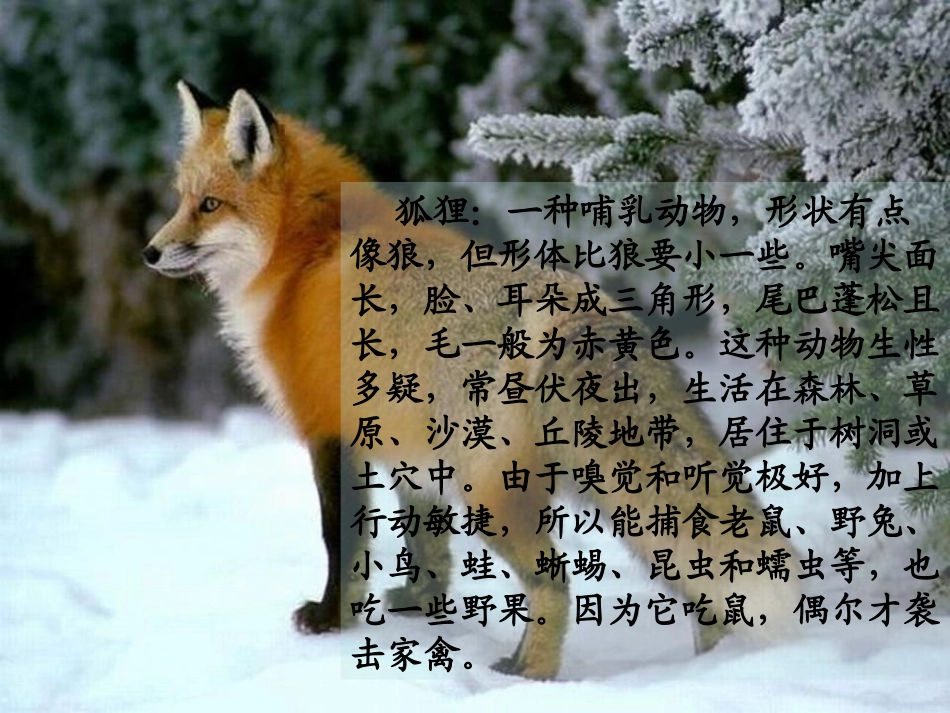 《狐狸的清白》PPT课件[湘教版六年级语文下册]_第3页