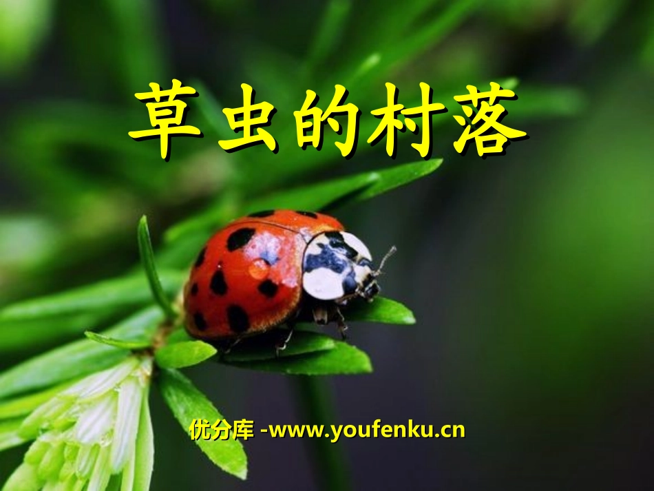《草虫的村落》PPT课件[湘教版六年级语文下册]_第1页