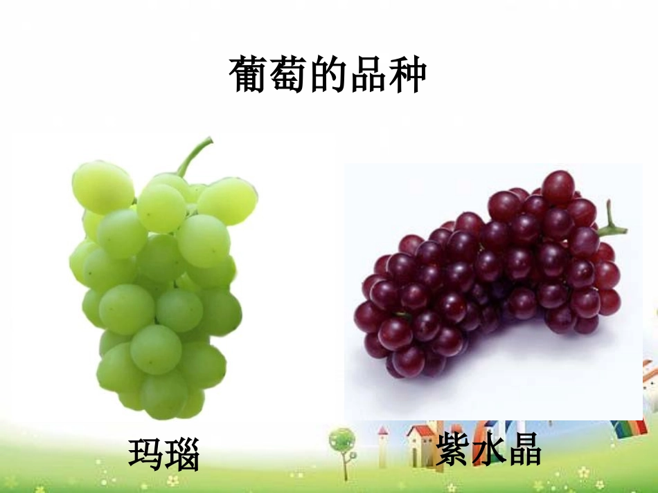 《葡萄月令》PPT课件[湘教版六年级语文下册]_第2页
