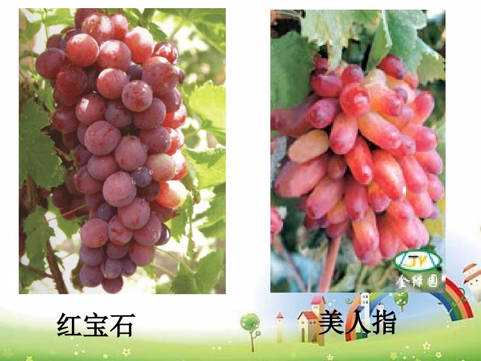 《葡萄月令》PPT课件[湘教版六年级语文下册]_第3页