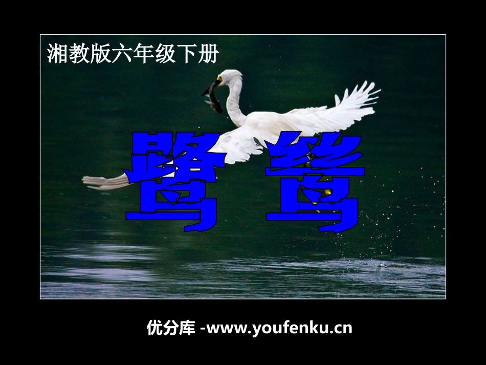 《鹭鸶》PPT课件[湘教版六年级语文下册]_第1页