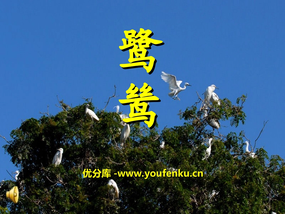 《鹭鸶》PPT课件[湘教版六年级语文下册]_第1页