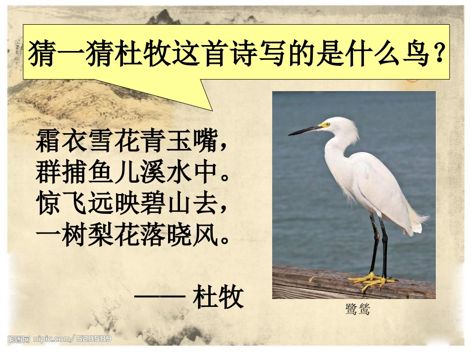《鹭鸶》PPT课件[湘教版六年级语文下册]_第2页
