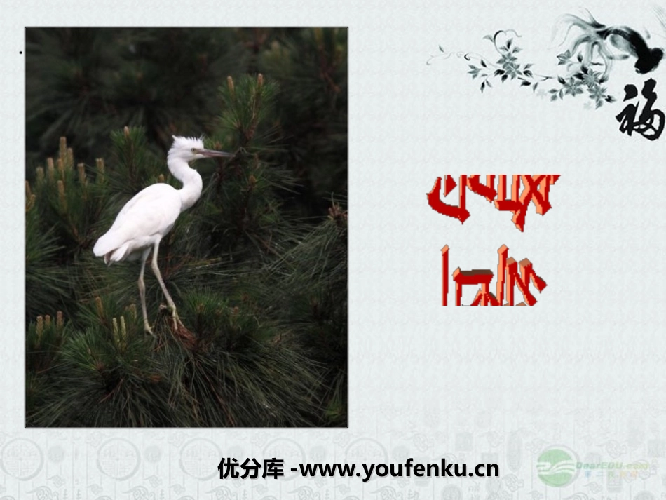 《鹭鸶》PPT课件[湘教版六年级语文下册]_第1页