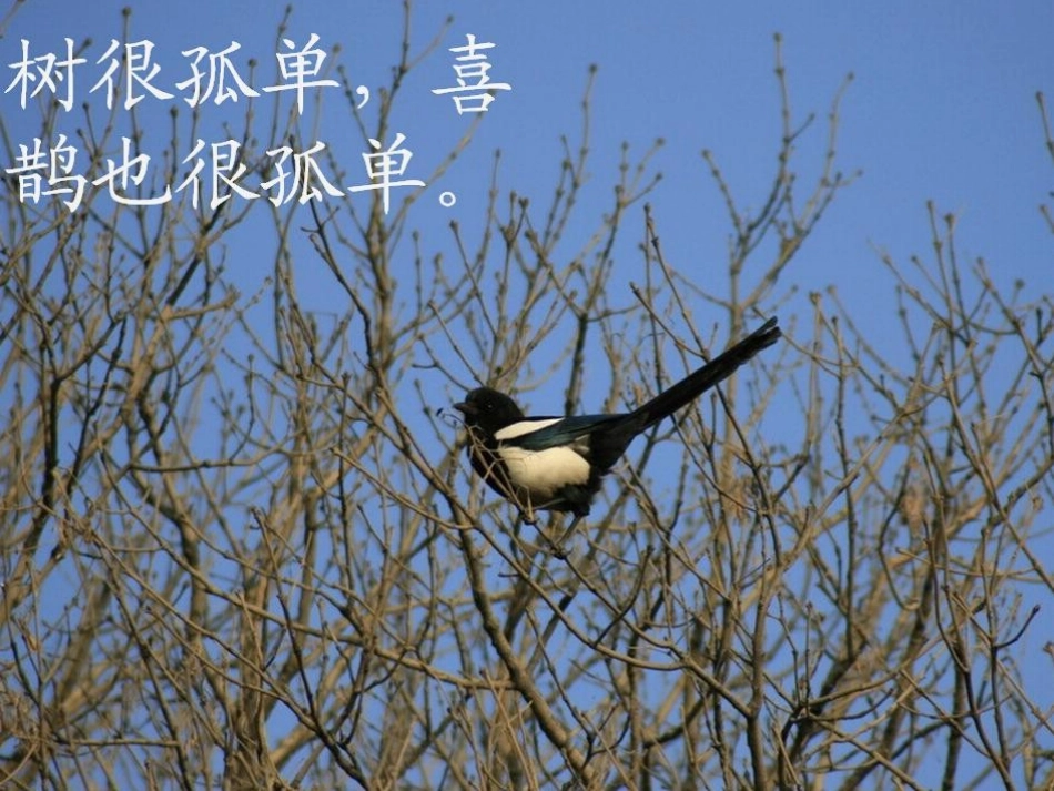 《树和喜鹊》PPT课件[冀教版一年级语文上册]_第3页