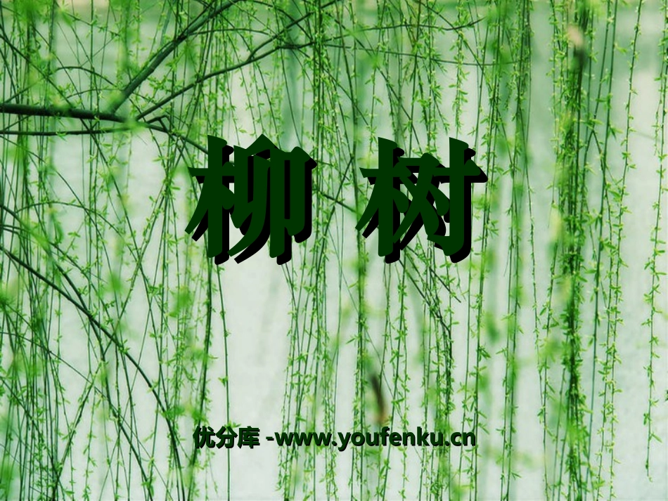 《柳树》PPT课件[冀教版一年级语文上册]_第1页
