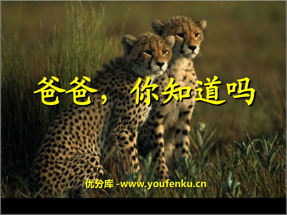 《爸爸,你知道吗》PPT课件[冀教版一年级语文下册]_第1页