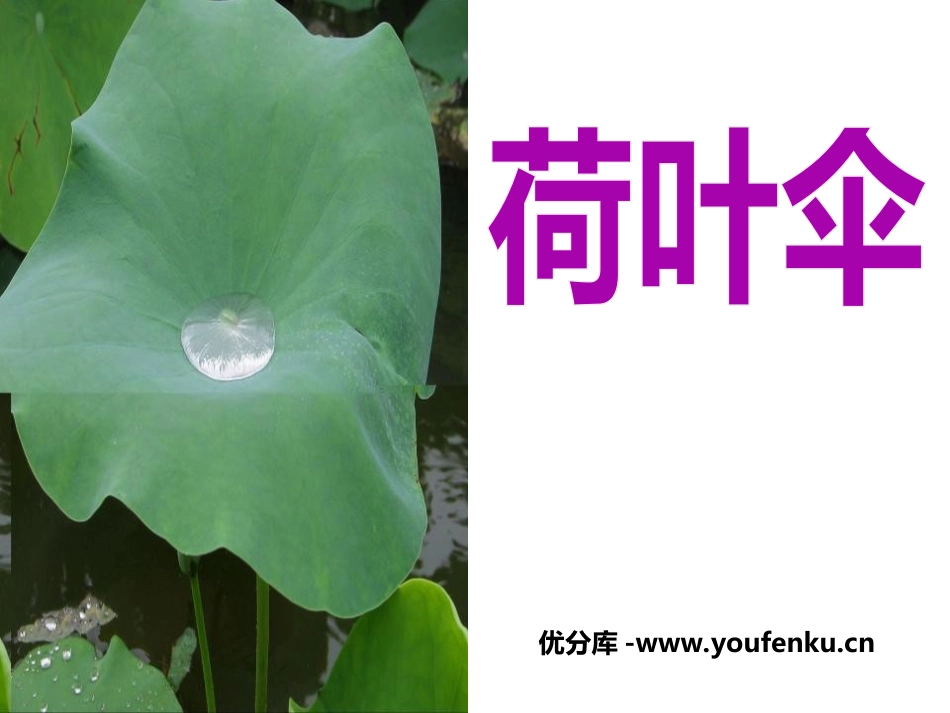 《荷叶伞》PPT课件[冀教版一年级语文下册]_第1页