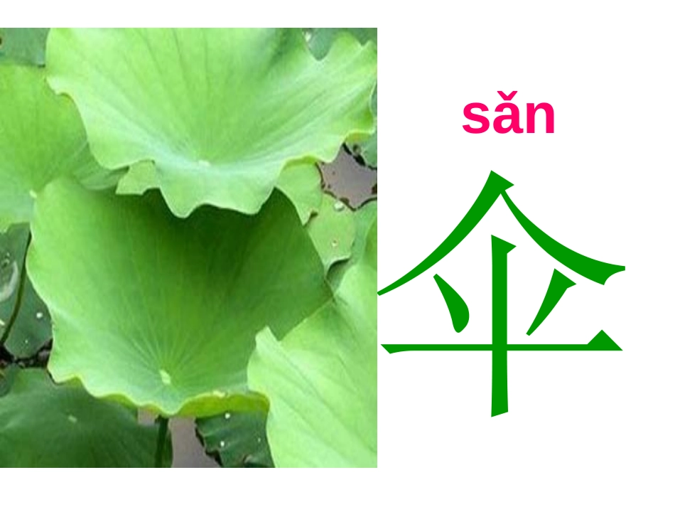 《荷叶伞》PPT课件[冀教版一年级语文下册]_第2页