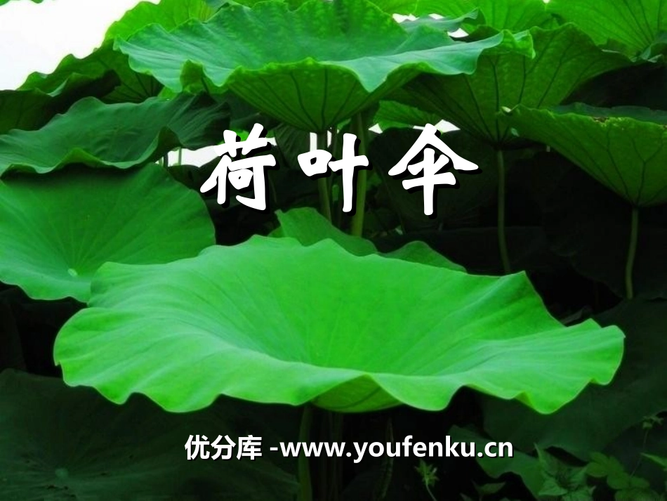 《荷叶伞》PPT课件[冀教版一年级语文下册]_第1页