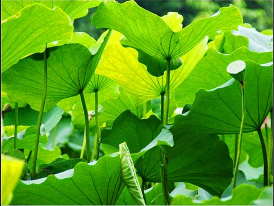 《荷叶伞》PPT课件[冀教版一年级语文下册]_第3页