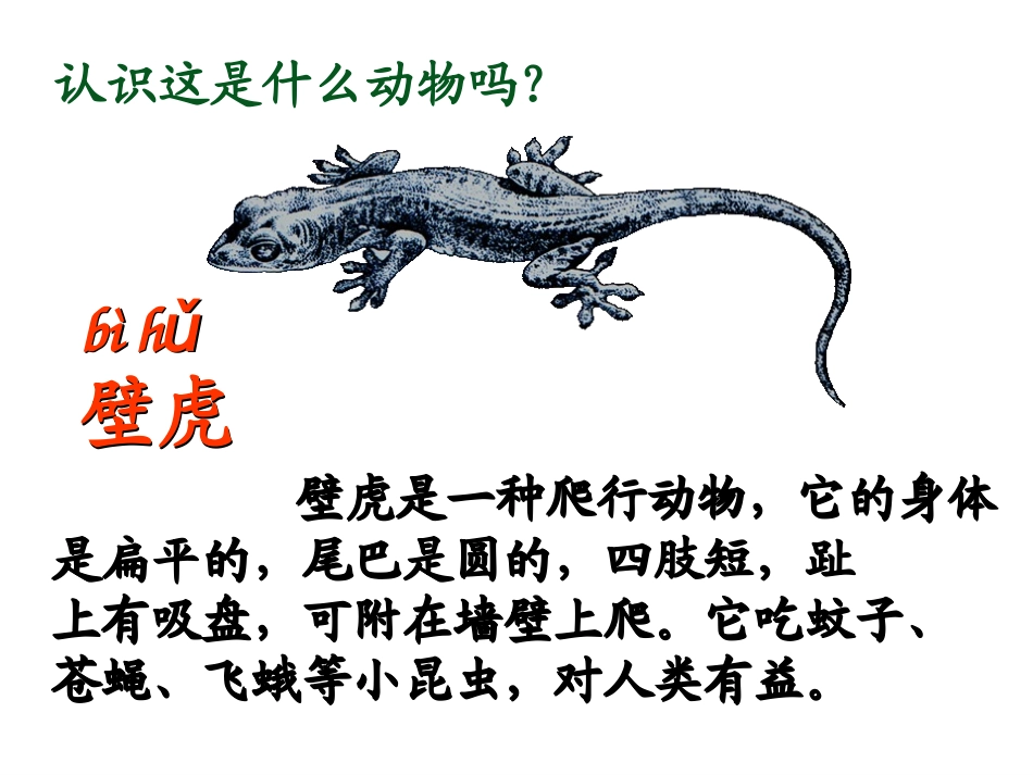 《小壁虎借尾巴》PPT课件1[冀教版一年级语文下册]_第3页