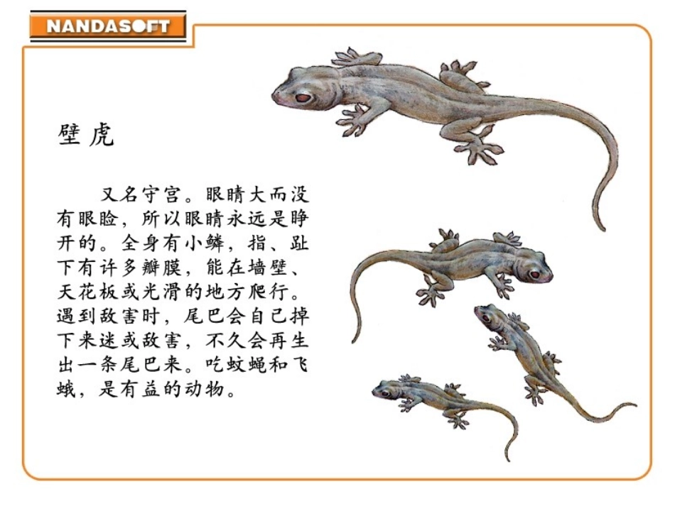 《小壁虎借尾巴》PPT课件[冀教版一年级语文下册]_第2页