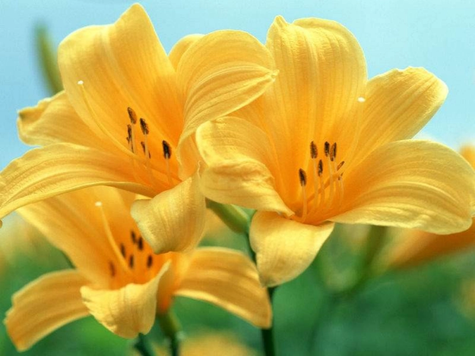 《孩子们的花》PPT课件[冀教版一年级语文下册]_第1页