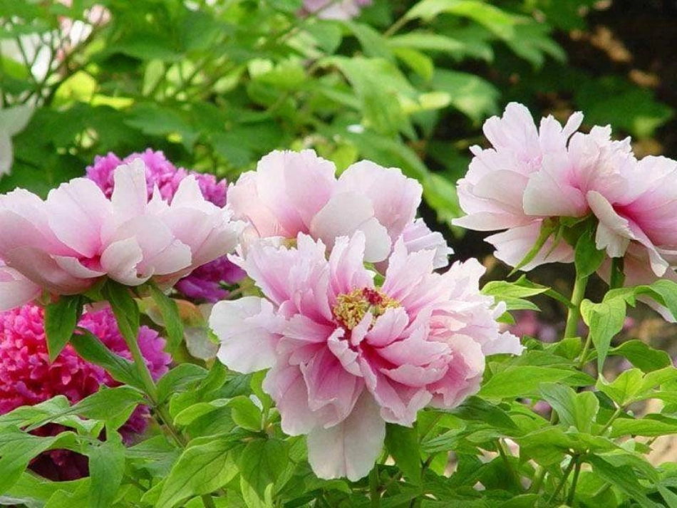 《孩子们的花》PPT课件[冀教版一年级语文下册]_第2页