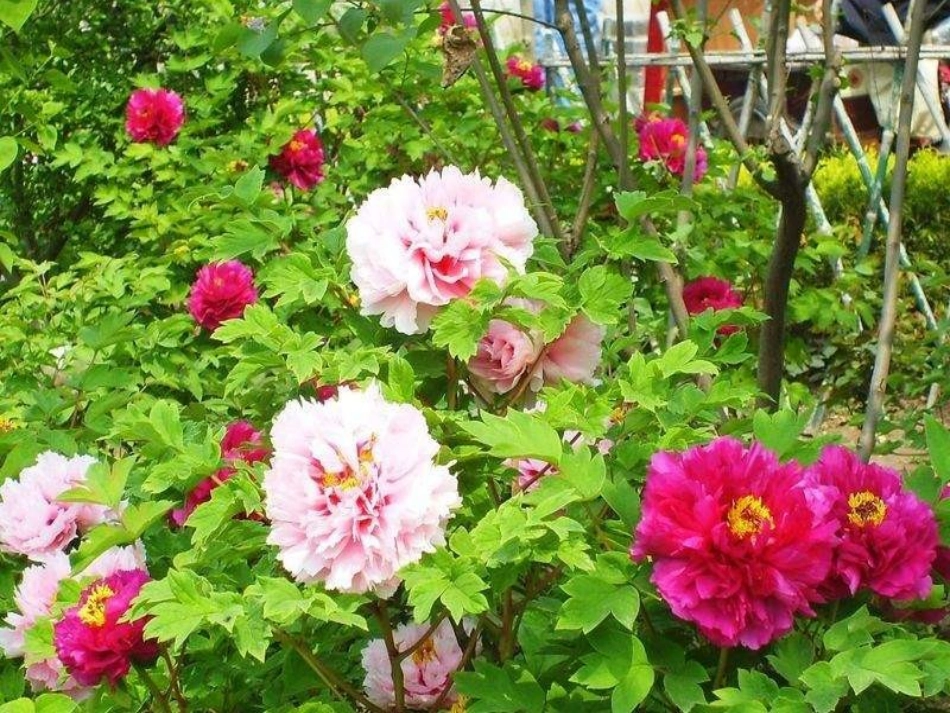 《孩子们的花》PPT课件[冀教版一年级语文下册]_第3页